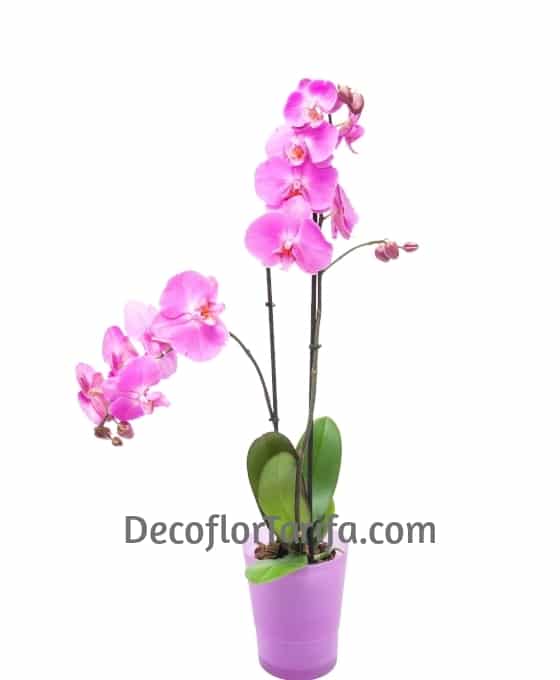 Planta Orquídea Rosa | Floristerías en Tarifa | Floristería Decoflor