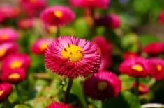 Corona Funeraria Primaveral, Flores para Tanatorio Urgentes, Entregar Flores al Tanatorio, Floristería en Tarifa, Comprar Flores Online