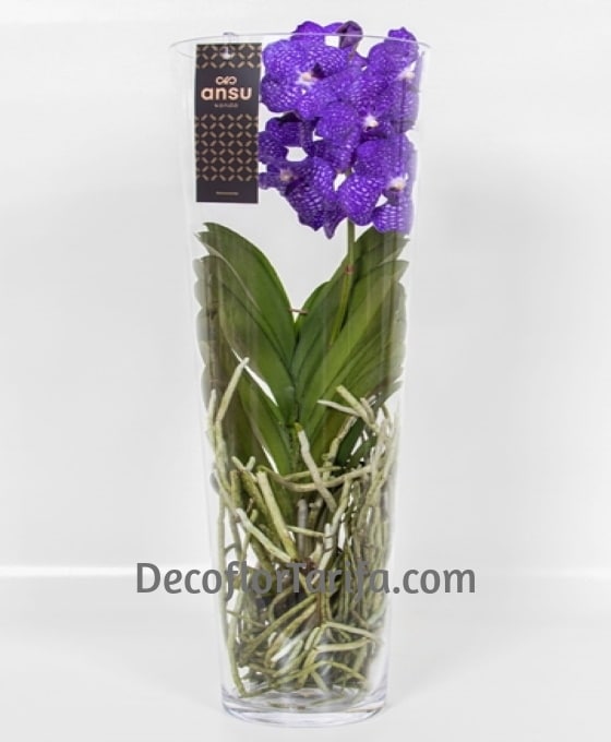 Planta Orquídea Vanda Purple | Plantas Decoración | Floristería Decoflor