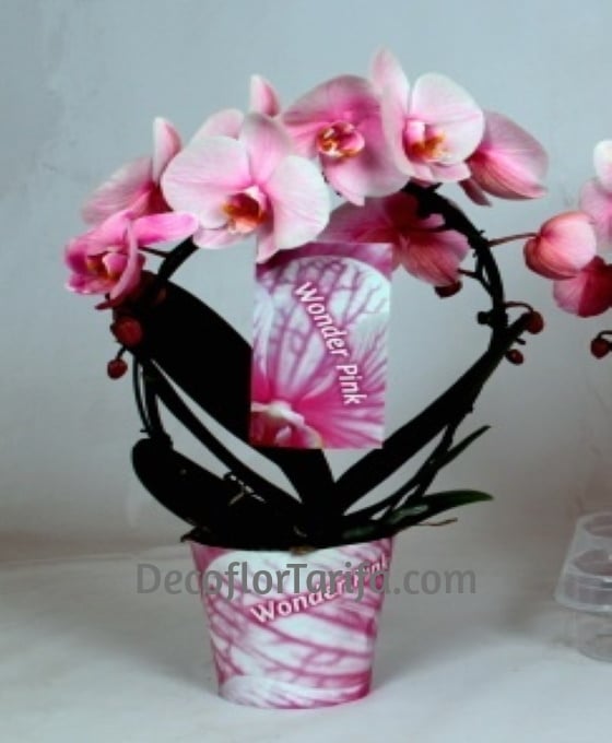 Planta Phalaen Arco Rosa | Plantas Decoración | Floristería Decoflor