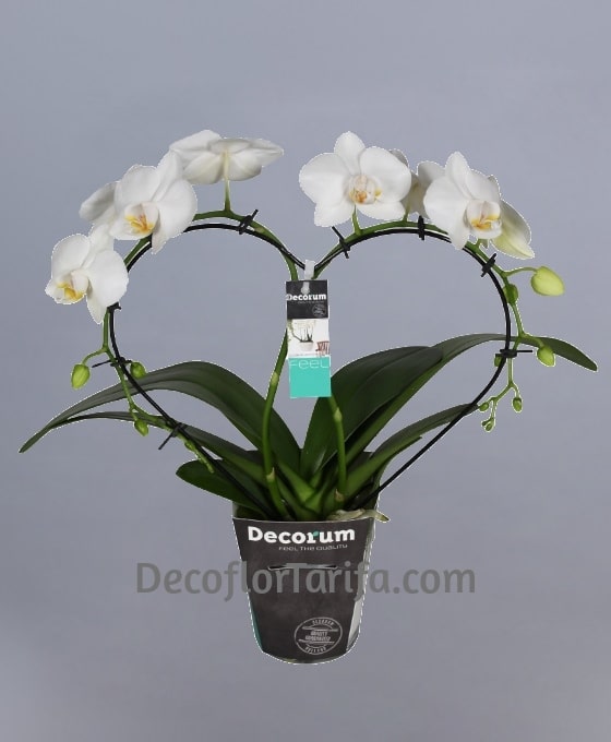Planta Orquídea Phalaen Corazón | Decoración | Floristería Decoflor